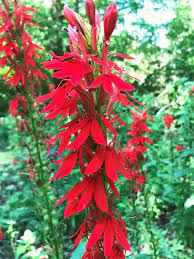 Wildflowers - Northern Wildflowers