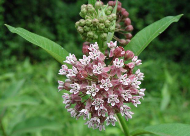 Wildflowers - Northern Wildflowers