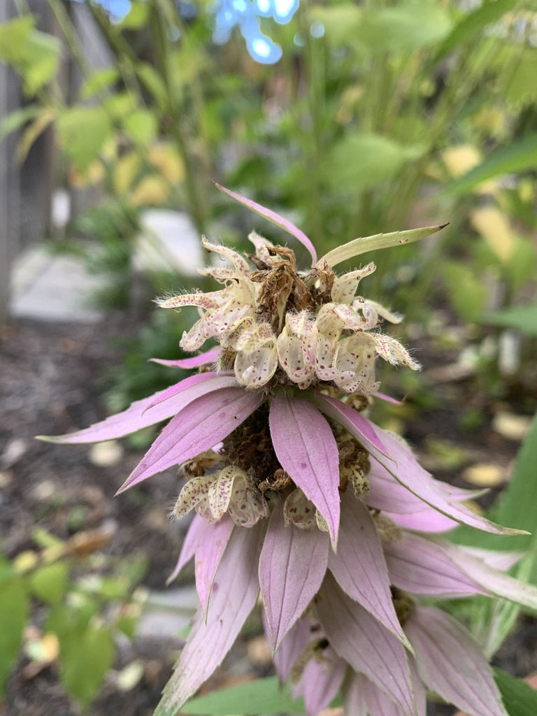 Wildflowers - Northern Wildflowers