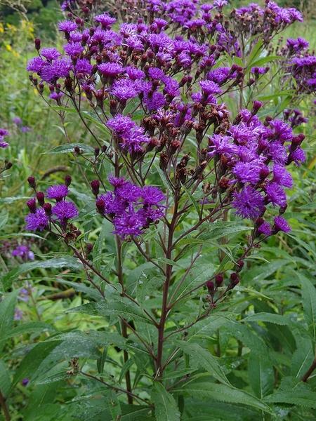 Wildflowers - Northern Wildflowers