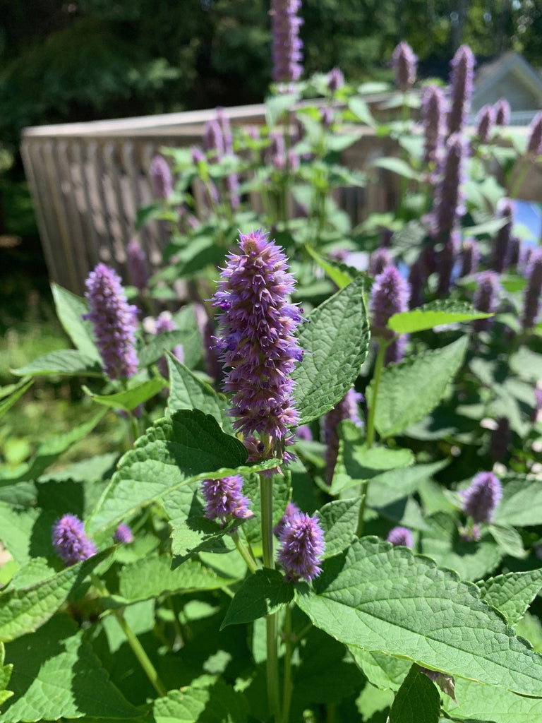 Wildflowers - Northern Wildflowers