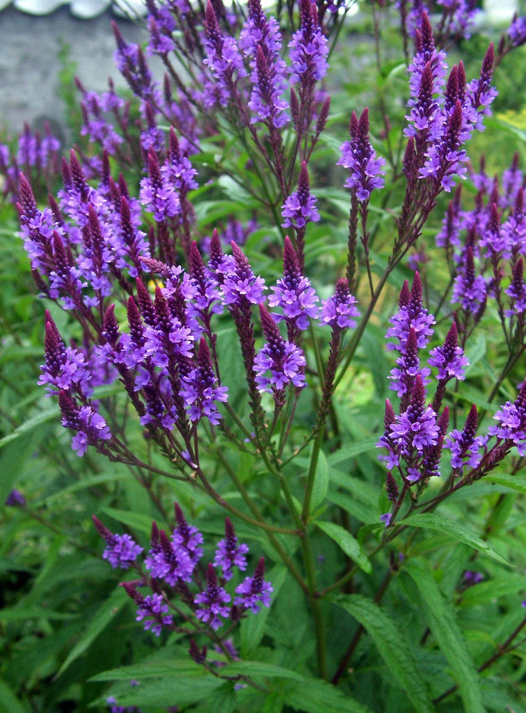 Wildflowers - Northern Wildflowers