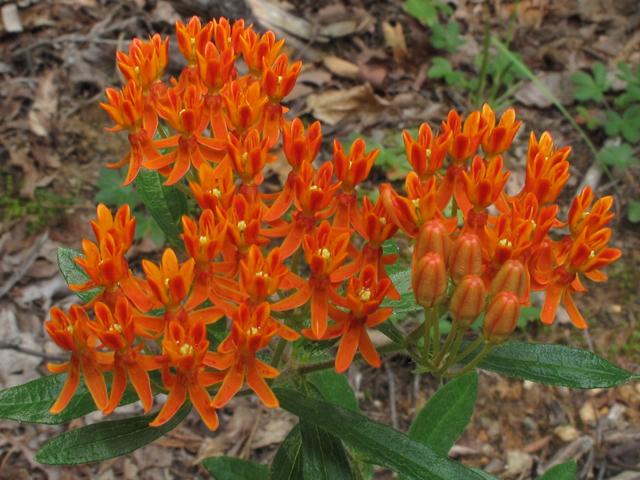 Wildflowers - Northern Wildflowers