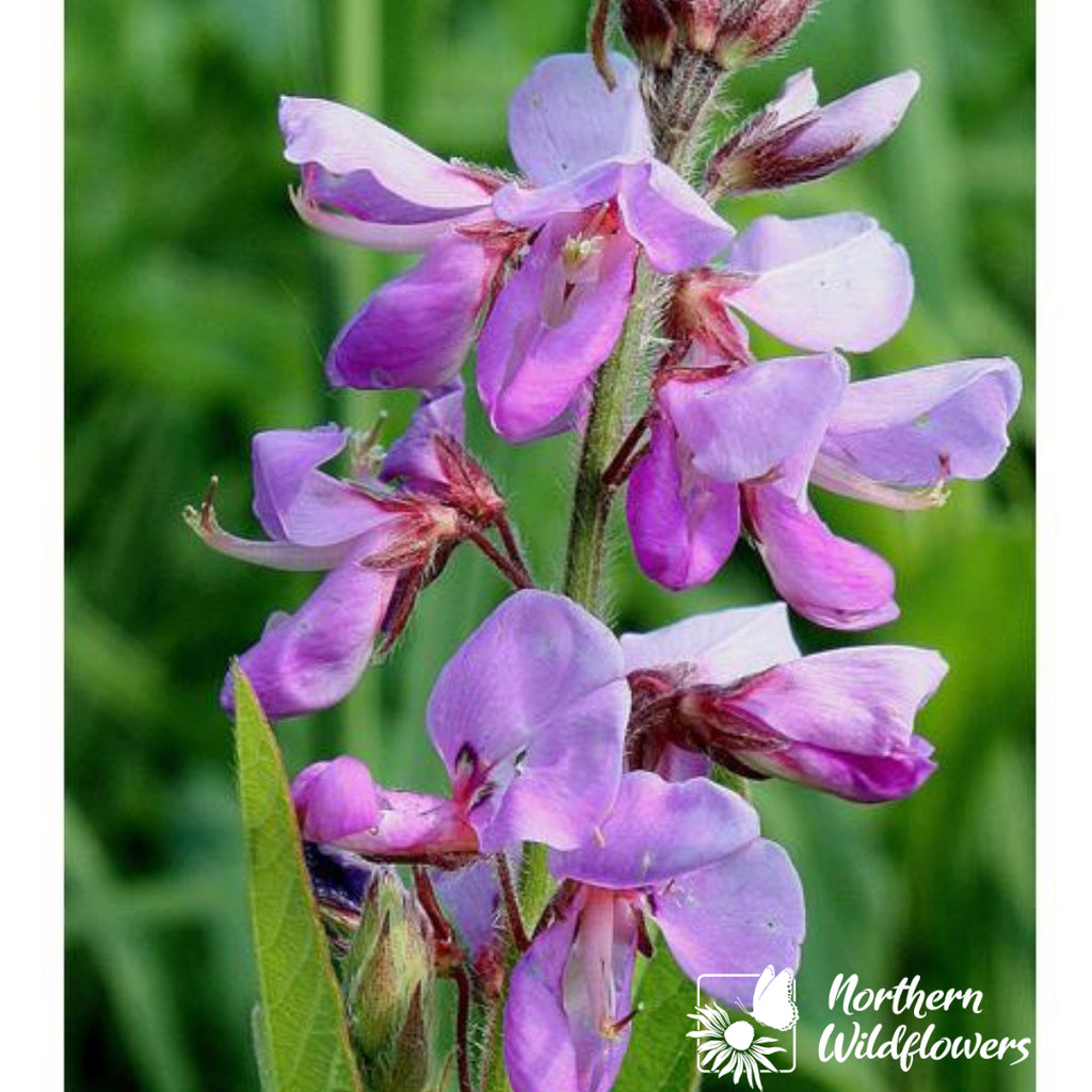 Wildflowers - Northern Wildflowers