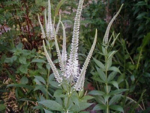 Wildflowers - Northern Wildflowers