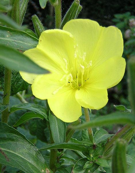 Wildflowers - Northern Wildflowers