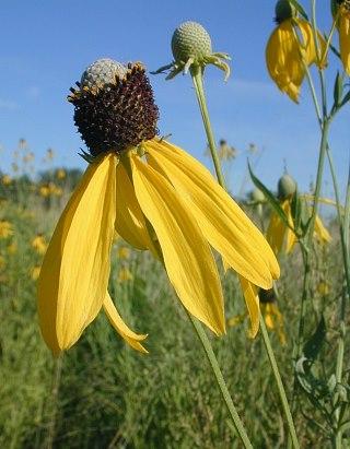 Wildflowers - Northern Wildflowers