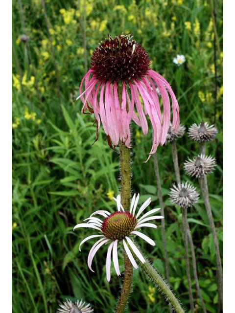 Wildflowers - Northern Wildflowers