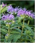 Wildflowers - Northern Wildflowers